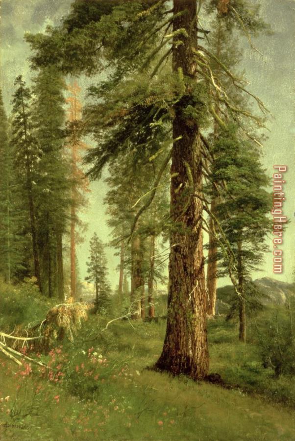 Albert Bierstadt California Redwoods